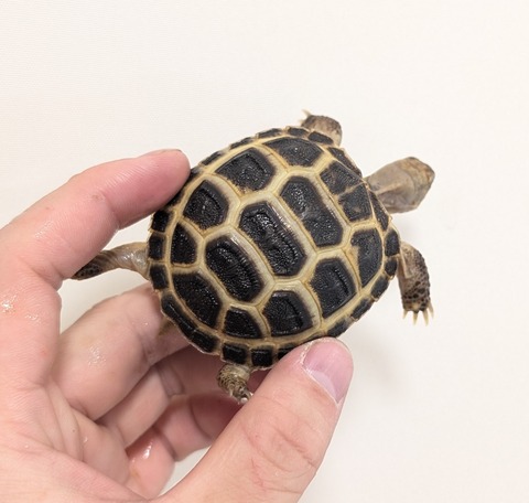 PXL_20260204_102147397~2