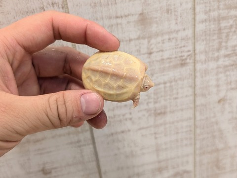 PXL_20241228_115339022~2