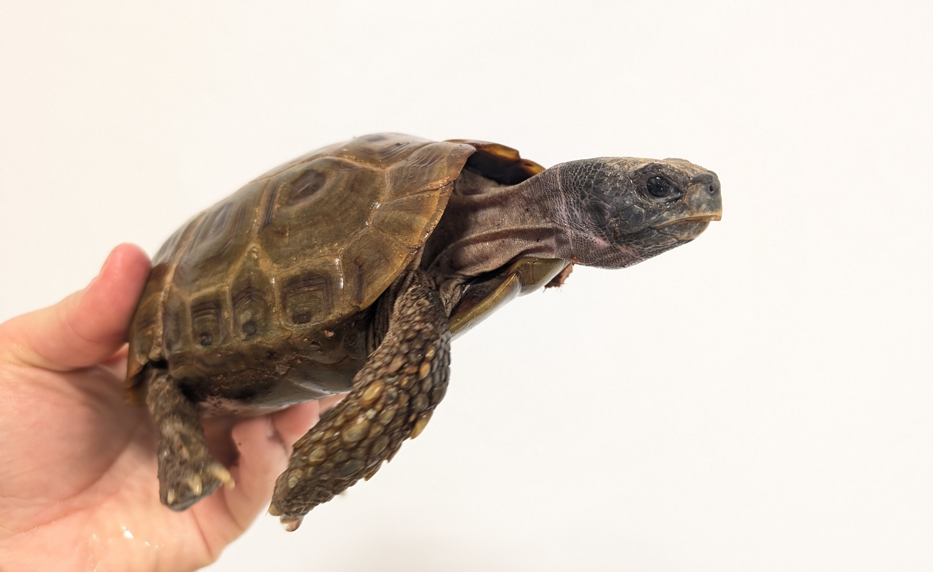 新入荷：スピークセオレガメ・ニシセオレガメ・ゲイリートゲオアガマ