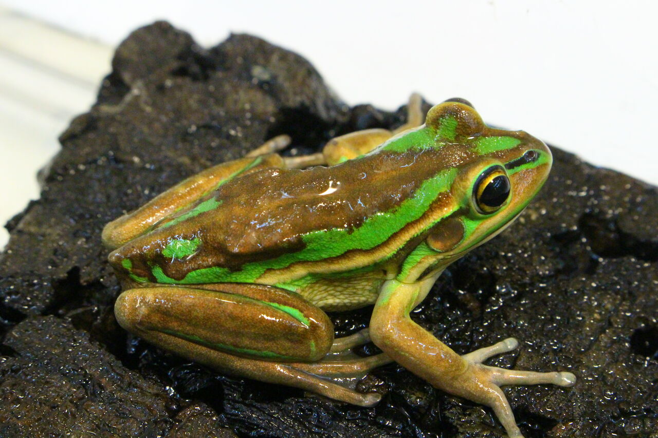 新入荷 カエルたくさん来ました 爬虫類クラブj 横須賀店ブログ
