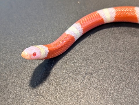 PXL_20241218_111445608~2