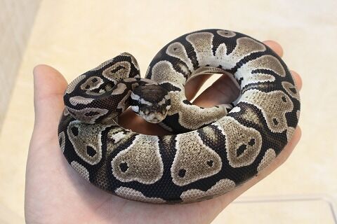 爬虫類クラブj 横須賀店ブログ 年06月 爬虫類クラブj 横須賀店ブログ 年06月