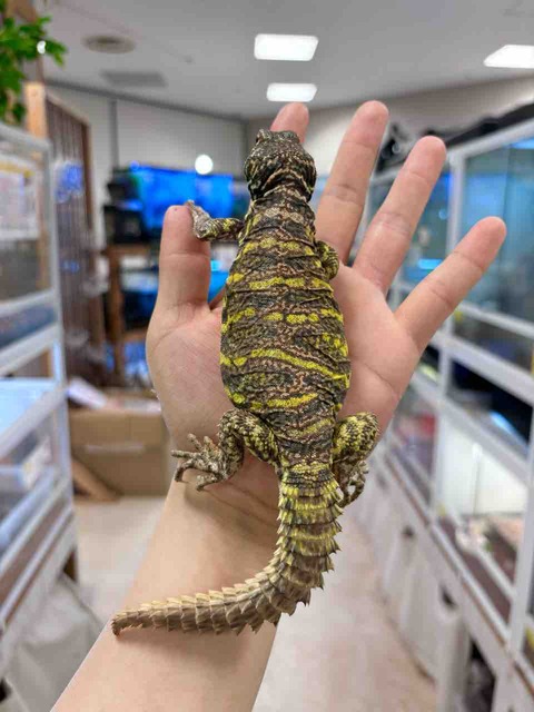 FullSizeRender