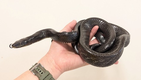 PXL_20260126_053458588~2