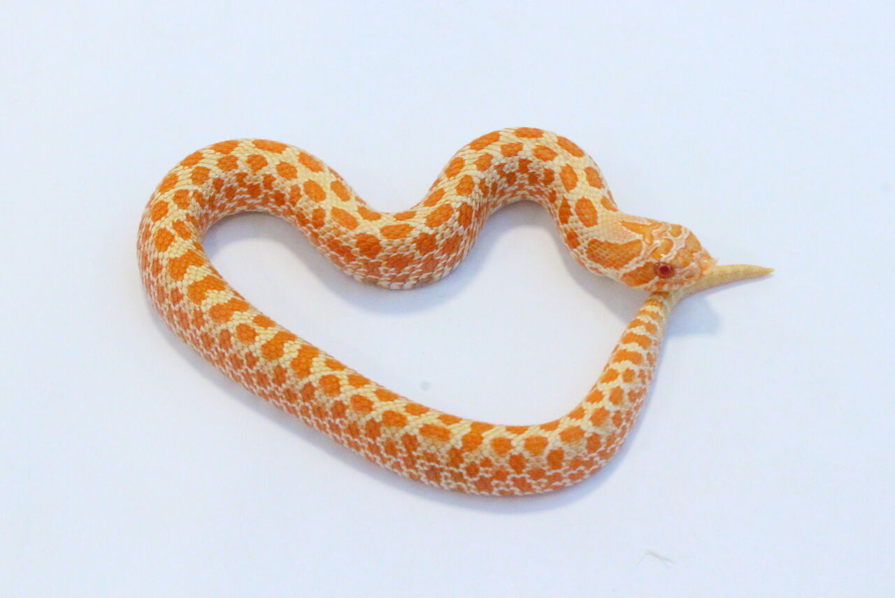 新入荷 いろいろ 爬虫類クラブj 横須賀店ブログ 新入荷 いろいろ 爬虫類クラブj 横須賀店ブログ