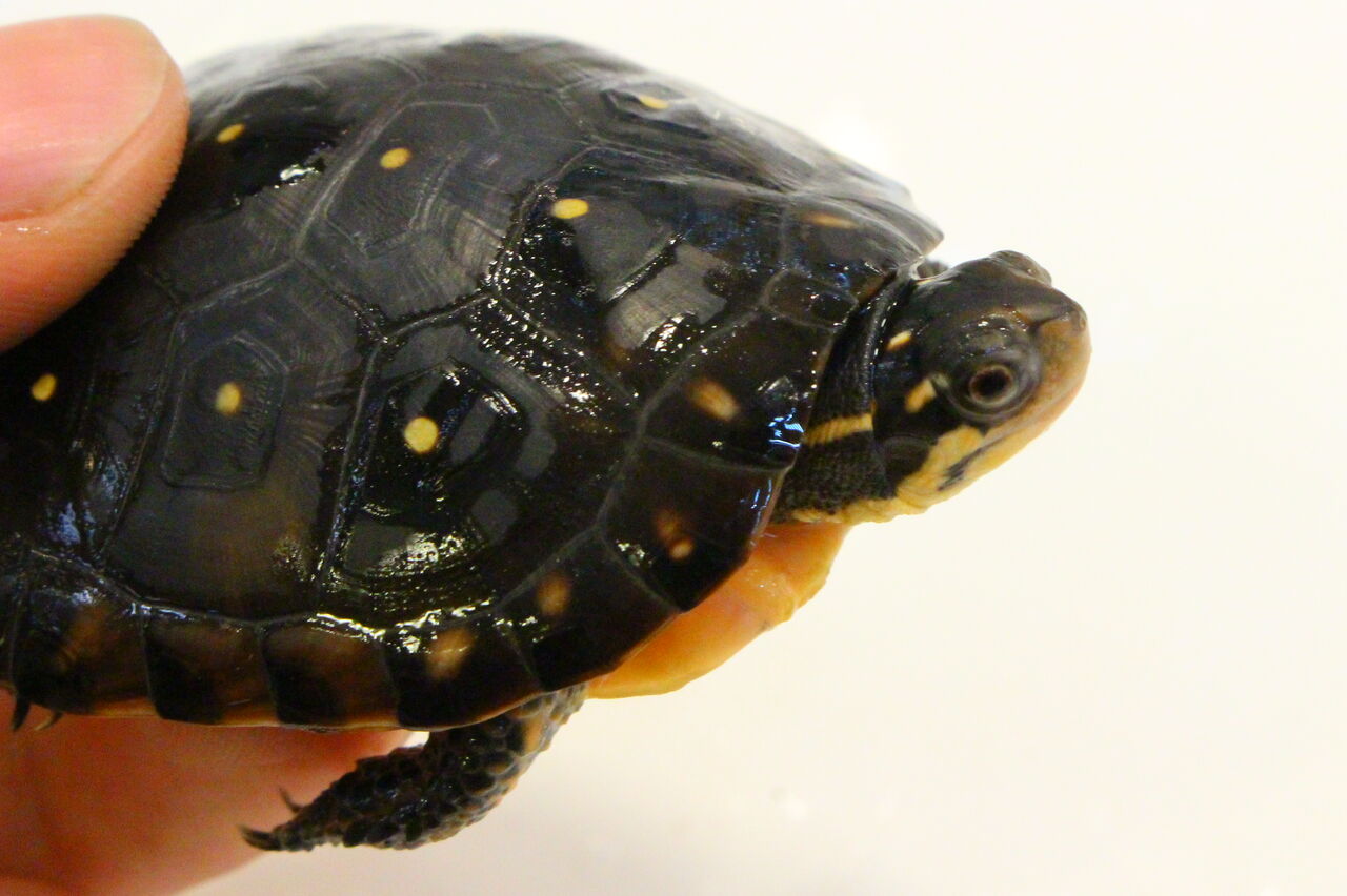 新入荷 オマーンカナヘビ オルナータナイル サビトマトなど 爬虫類クラブj 横須賀店ブログ