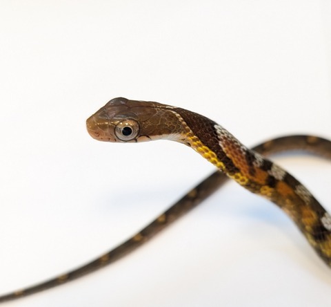 PXL_20250725_095644363~2