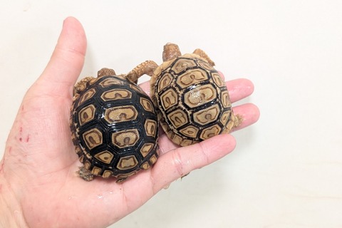 PXL_20260204_093440614