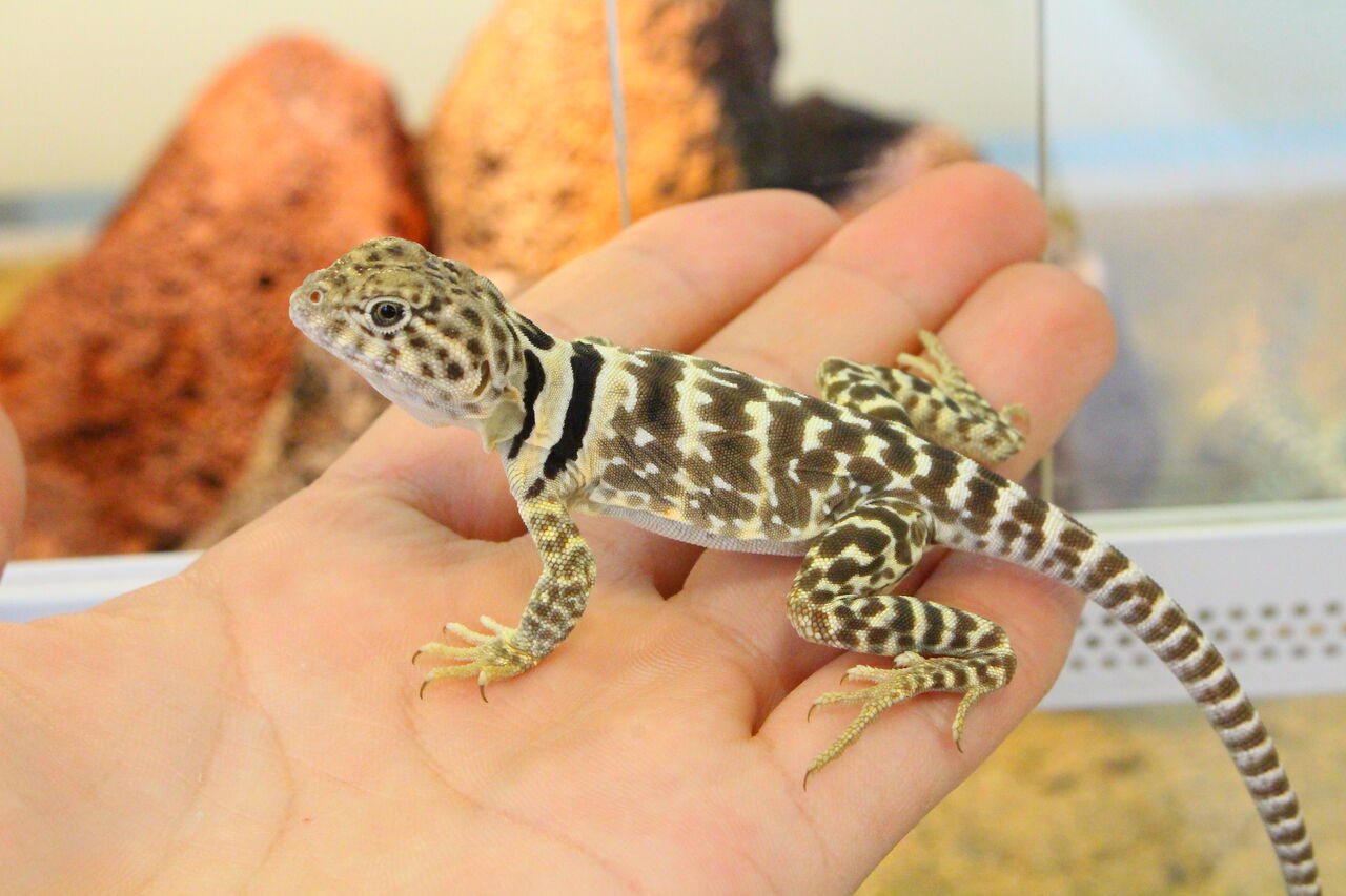 新入荷 フトアゴヒゲトカゲ クビワトカゲなど 爬虫類クラブj 横須賀店ブログ