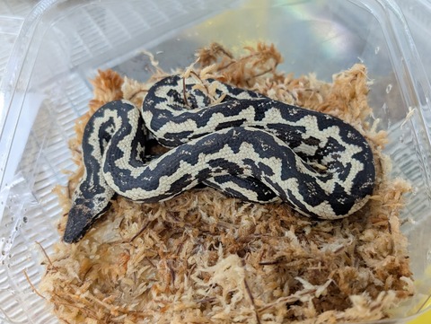 PXL_20250322_072216126~2