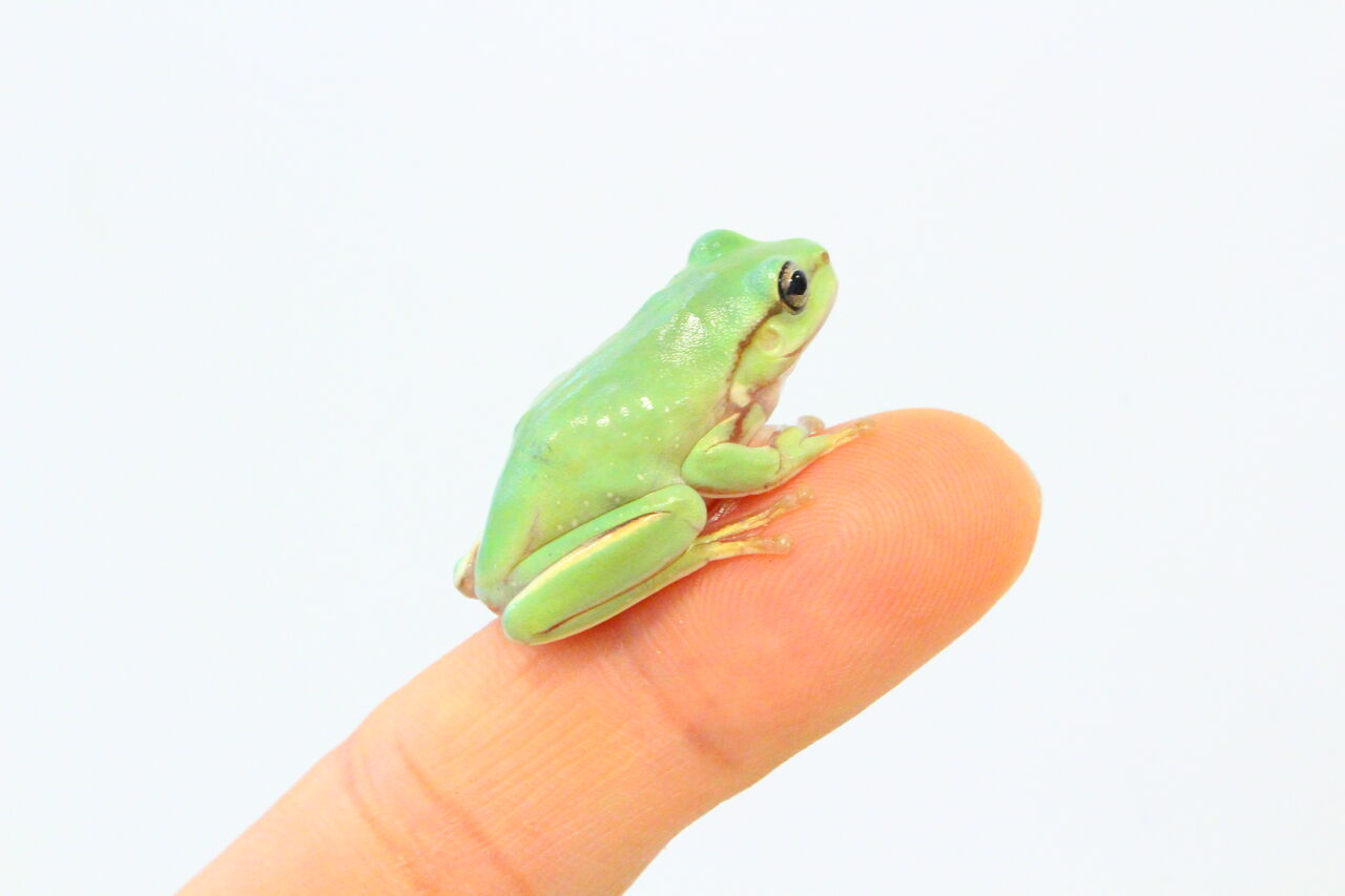 オススメ生体 サービスデー対象カエルのご紹介 Part１ 爬虫類クラブj 横須賀店ブログ