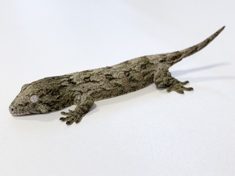 FullSizeRender