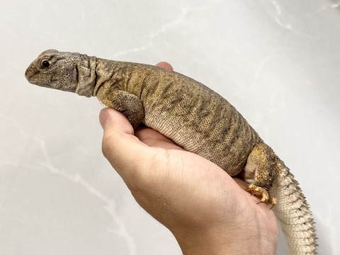 FullSizeRender