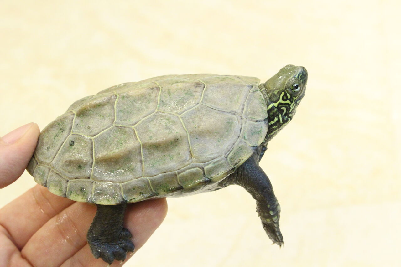 新入荷】ミズガメ色々! : 爬虫類クラブJ 横須賀店ブログ