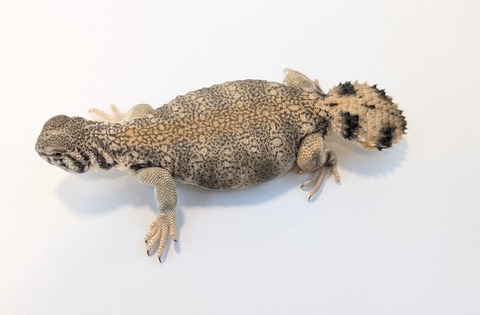 PXL_20251210_065711163~2