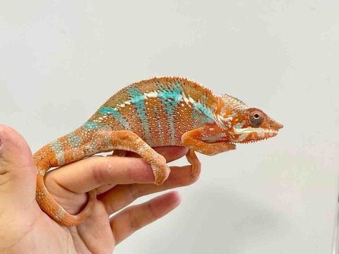 FullSizeRender