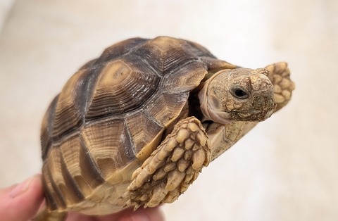 PXL_20260129_075940832~2