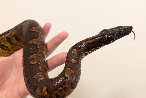 PXL_20250628_054216460~2