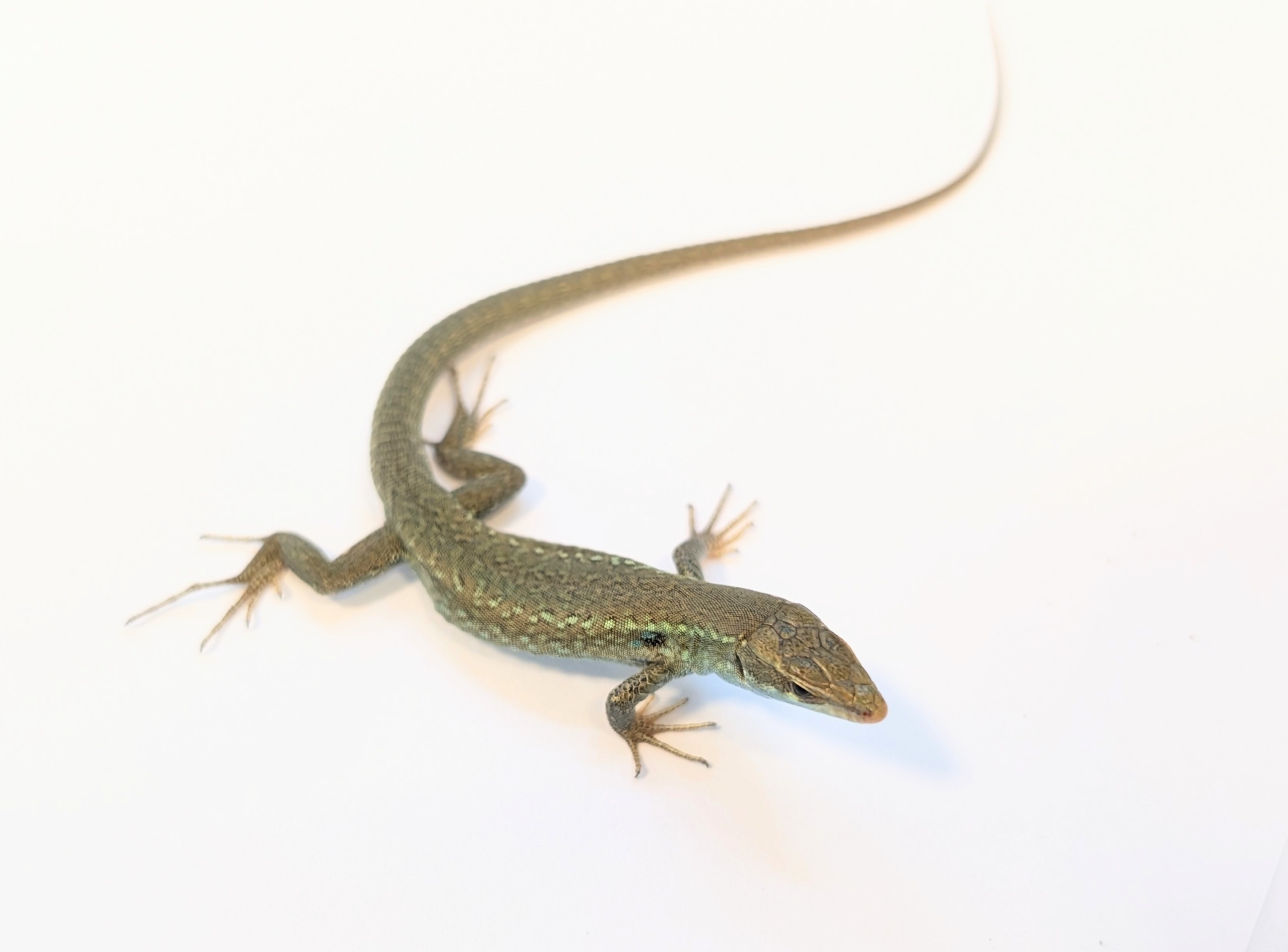 新入荷：トカゲ大量入荷！！】 : 爬虫類クラブJ 横須賀店ブログ