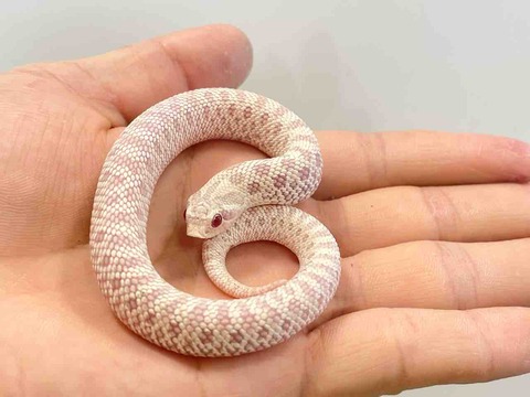 FullSizeRender