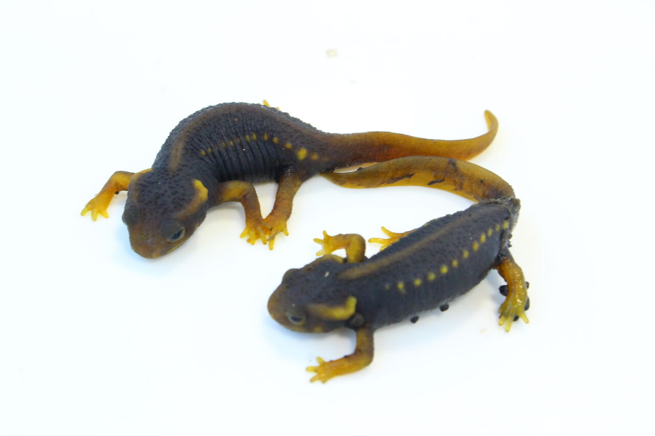 2022シャノラムイボイモリ3匹
