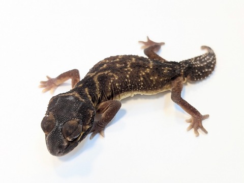 PXL_20250504_110021617~2