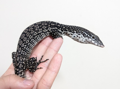 PXL_20250627_133819451~2