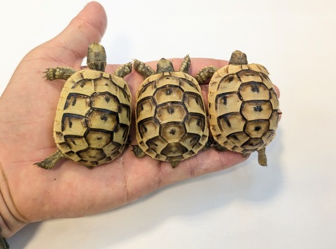 PXL_20251105_060928270~2