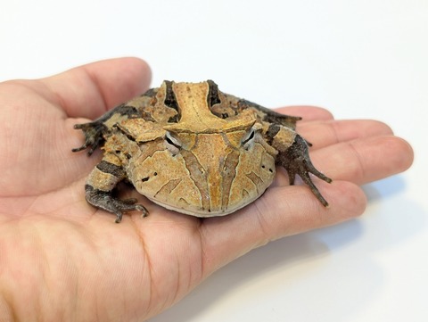 PXL_20250424_085809756~2