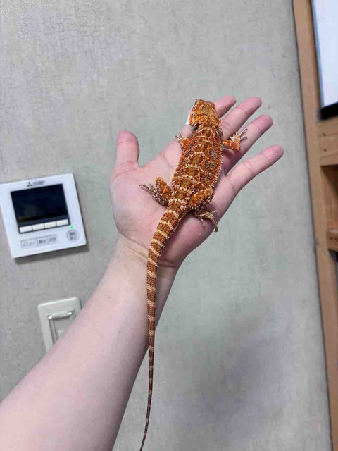 FullSizeRender