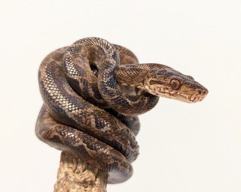 PXL_20250520_081913510~2