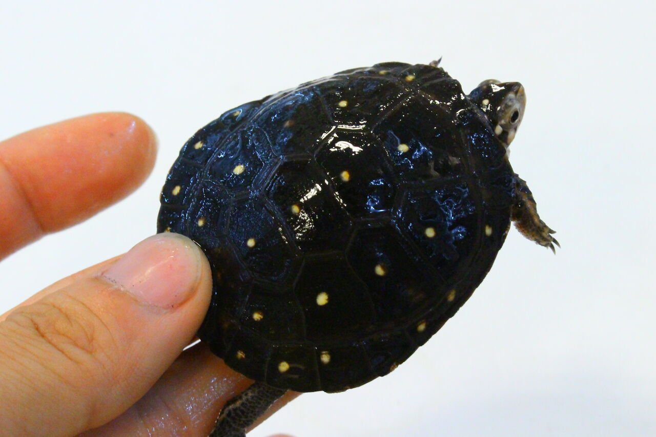 在庫紹介 ミズガメ 爬虫類クラブj 横須賀店ブログ