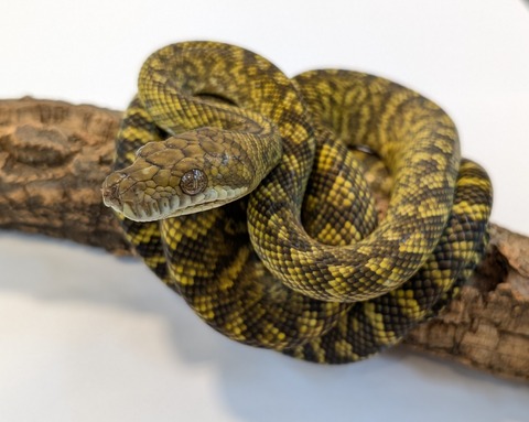 PXL_20251204_083818789~2