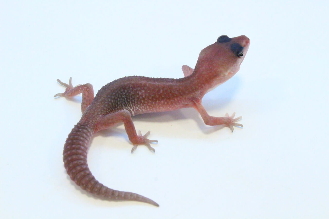 オススメ生体 ヒョウモントカゲモドキ 爬虫類クラブj 横須賀店ブログ