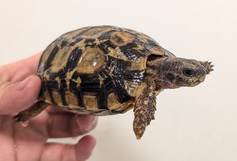 PXL_20260204_094212850~2