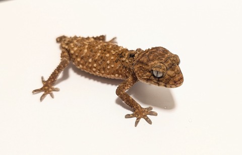 PXL_20250920_072614819~2