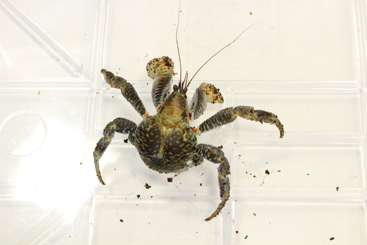 新入荷 いろいろです 爬虫類クラブj 横須賀店ブログ