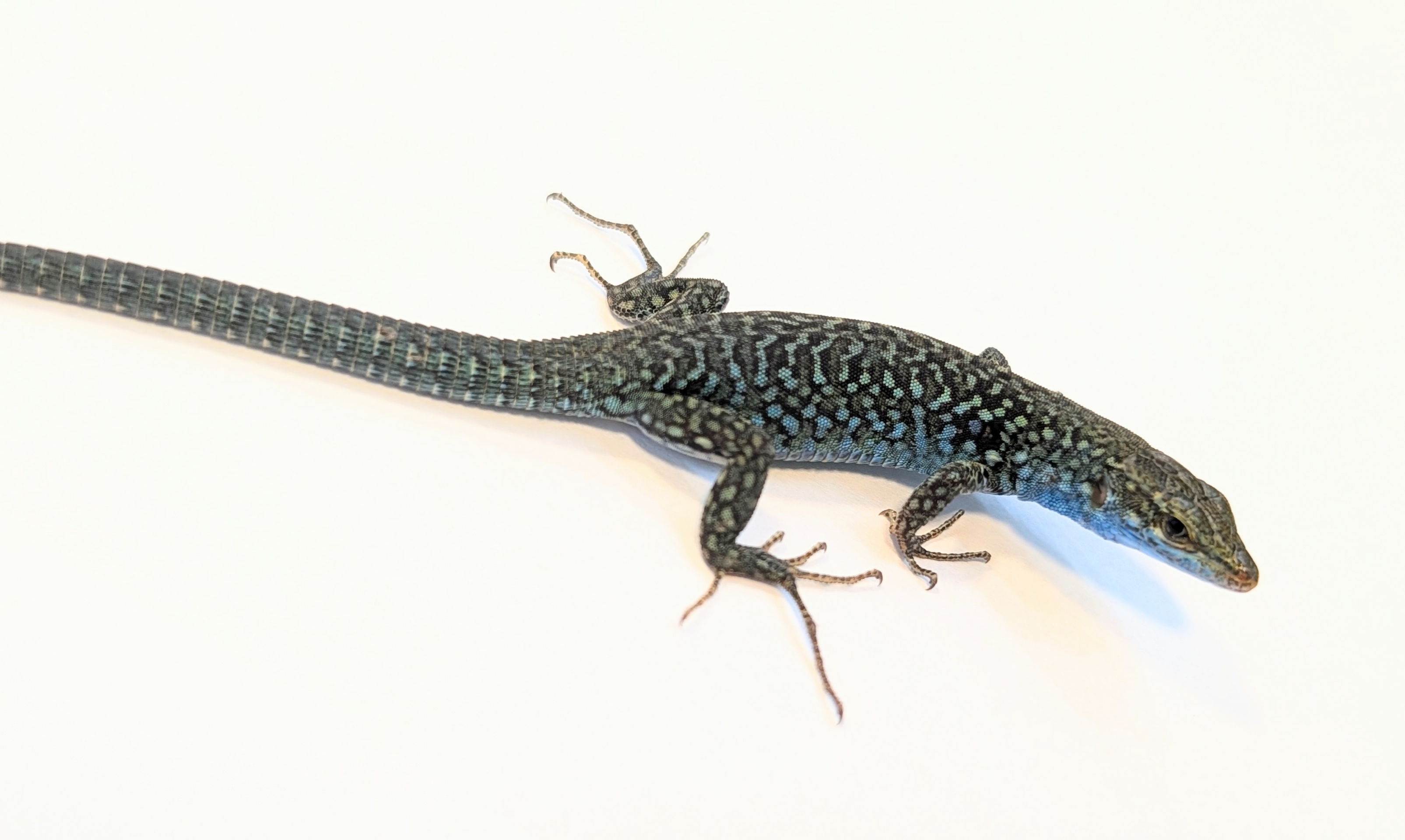 コルシカキアゲハ！ペア！入手困難！ コルシカキアゲハ！ペア！入手困難！ 新入りその2 | Lacerta Room Blog