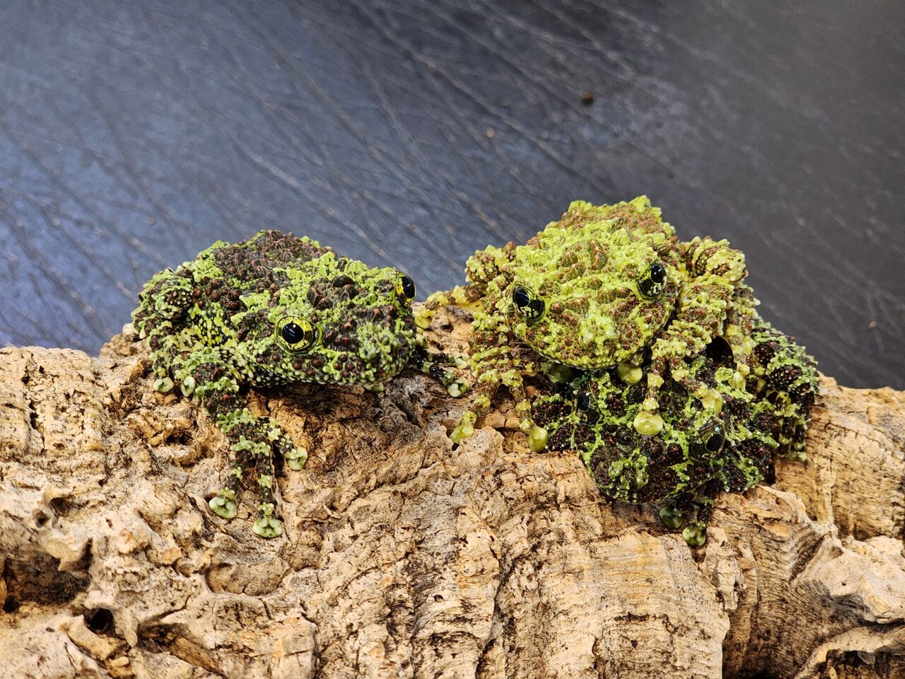 ガマガエルページ 楽天市場】CELLARRICH セラリッチ がまぐち ウォレット 小 “BABS