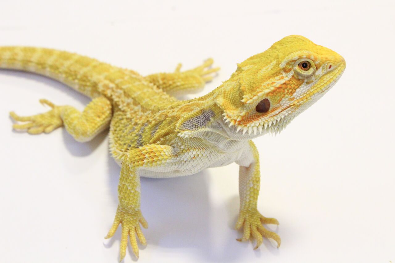 新入荷 在庫 フトアゴヒゲトカゲ 爬虫類クラブj 横須賀店ブログ 新入荷 在庫 フトアゴヒゲトカゲ 爬虫類クラブj 横須賀店ブログ