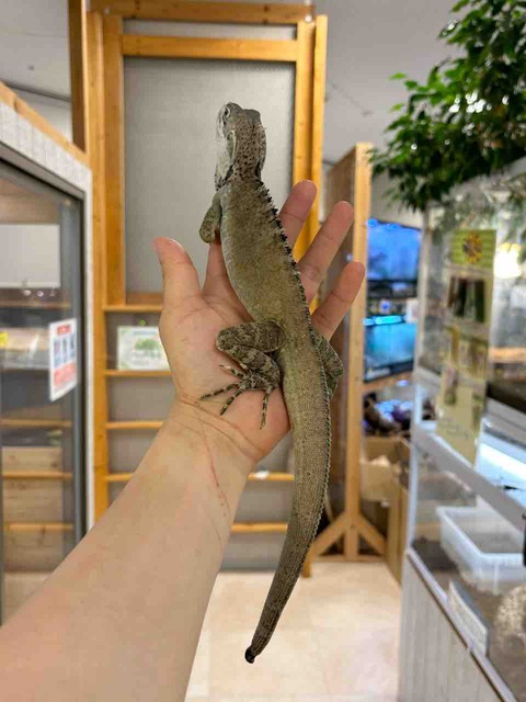 FullSizeRender