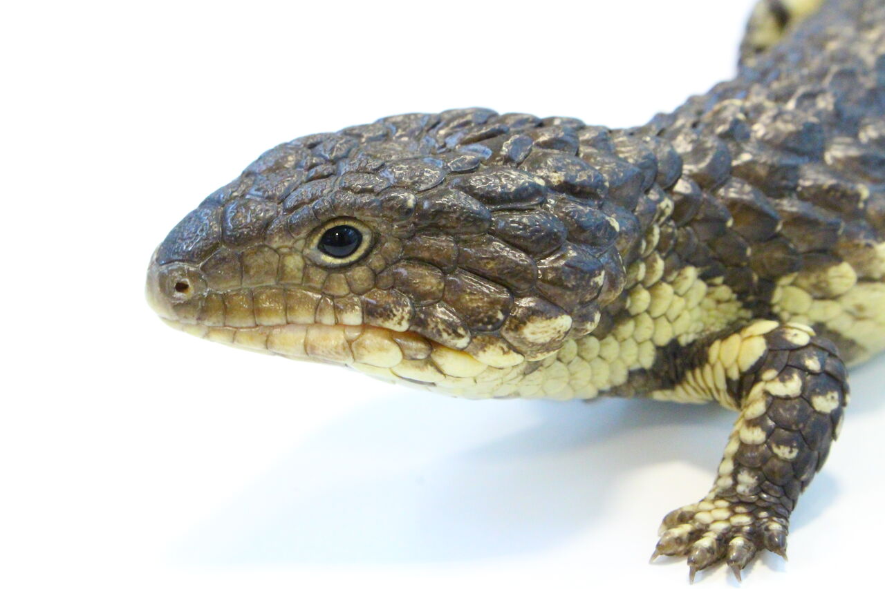 新入荷 ヒガシマツカサ セントラルパイソン 国産カメ ヘビ 爬虫類クラブj 横須賀店ブログ 新入荷 ヒガシマツカサ セントラルパイソン 国産カメ ヘビ 爬虫類クラブj 横須賀店ブログ