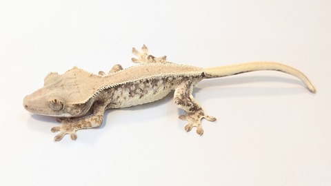 PXL_20250815_084324596~2