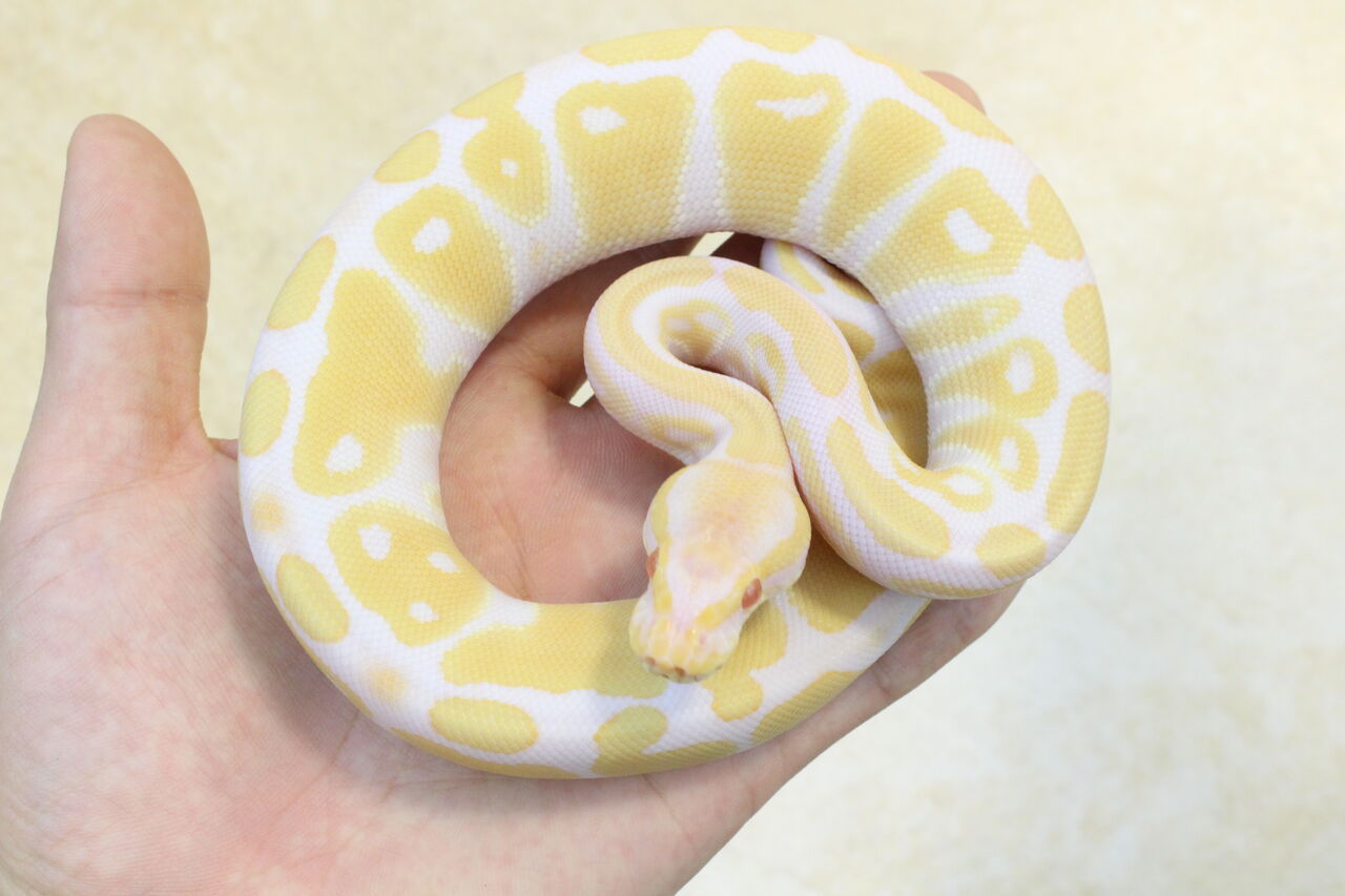 スーパーセール期間限定 ボールパイソン アルビノパイボールjava 104cm 送料無料 その他 Hanoverareafoodshelf Org