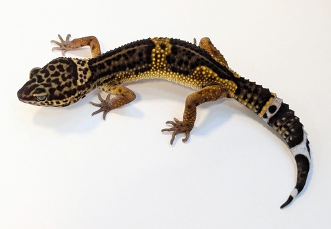 PXL_20250513_091304898~2