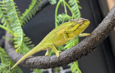 PXL_20250208_044300381~2