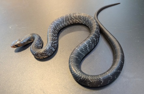 PXL_20241218_112649618~2