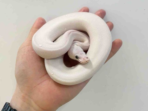 FullSizeRender