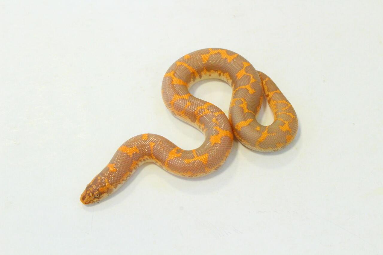 新入荷 ケニアサンド アルビノ アネリ リクガメ カエル 爬虫類クラブj 横須賀店ブログ