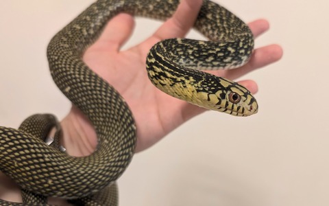 PXL_20251027_054221912~2